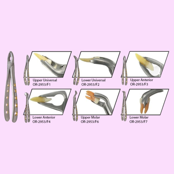 Apical Extraction Forceps Set